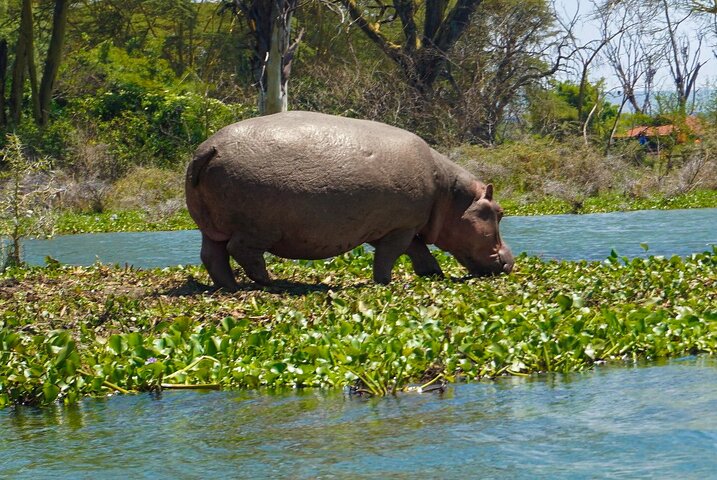 Explore Naivasha With Leshamara Safaris Transportation