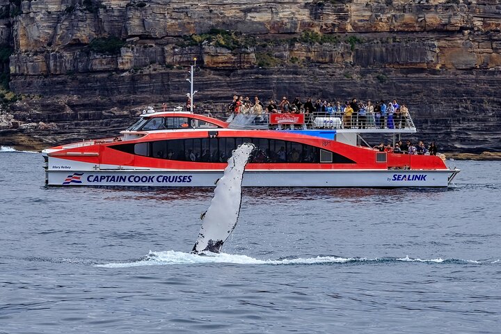 Sydney Whale Watching Cruise with Whale Sighting Guarantee