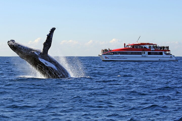 Sydney Whale Watching Cruise with Whale Sighting Guarantee