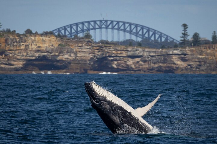 Sydney Whale Watching Cruise with Whale Sighting Guarantee