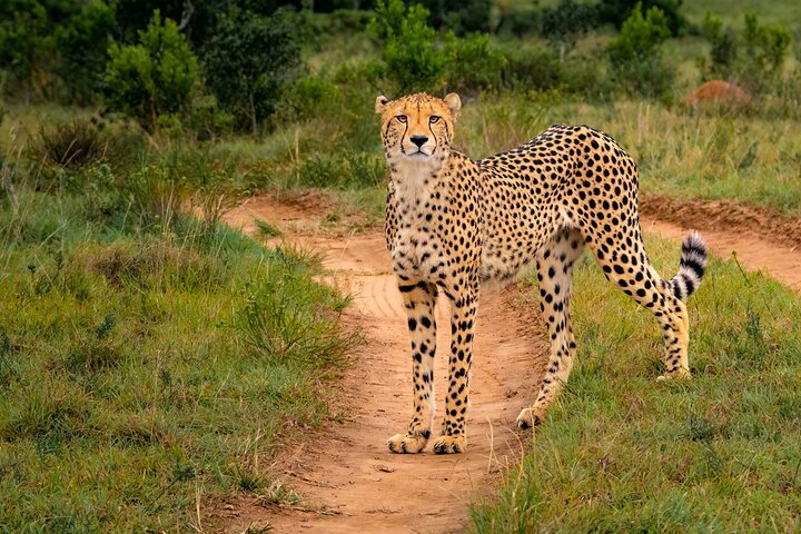 Amakhala Game Reserve Half Day Big 5 Safari Adventure