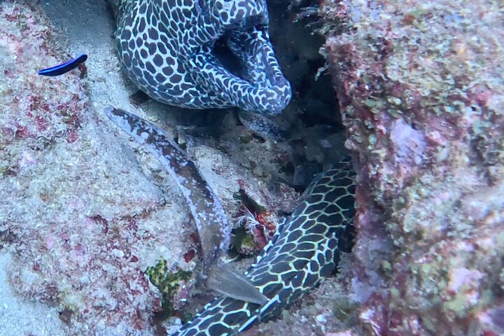 Half Day Creek Safari and Snorkeling Adventure in Mombasa