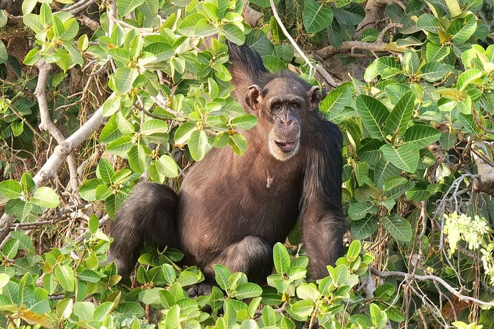 Overnight Georgetown Safari with Local Experiences