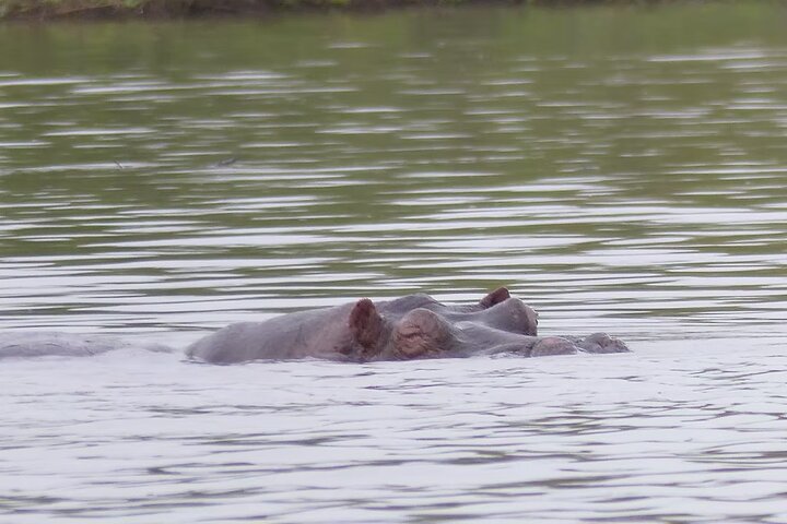 Overnight Georgetown Safari with Local Experiences