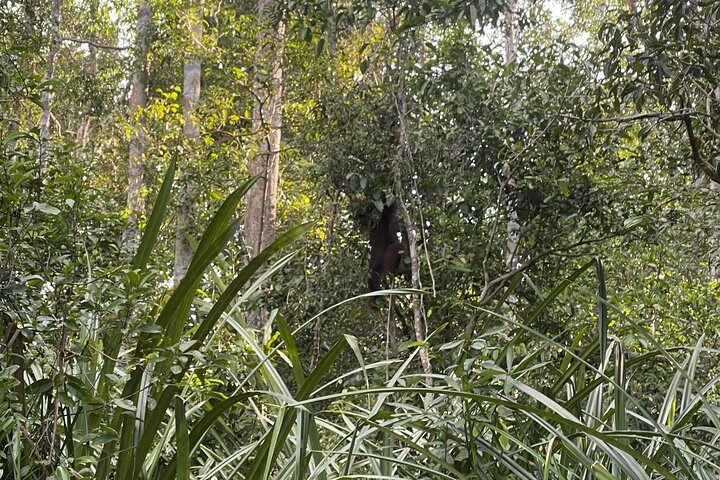 Ethical Orangutan River Cruise around Tanjung Puting 1D0N