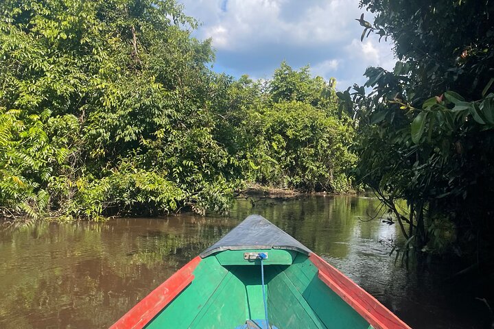 Ethical Orangutan River Cruise around Tanjung Puting 1D0N