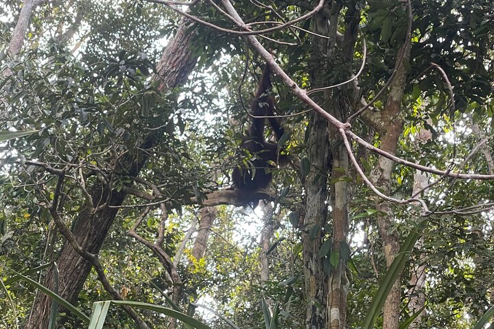 Ethical Orangutan River Cruise around Tanjung Puting 1D0N