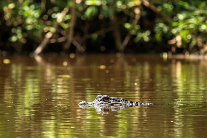 Leticia Safari 2 Days and 1 Night of Jungle and River in Floating House