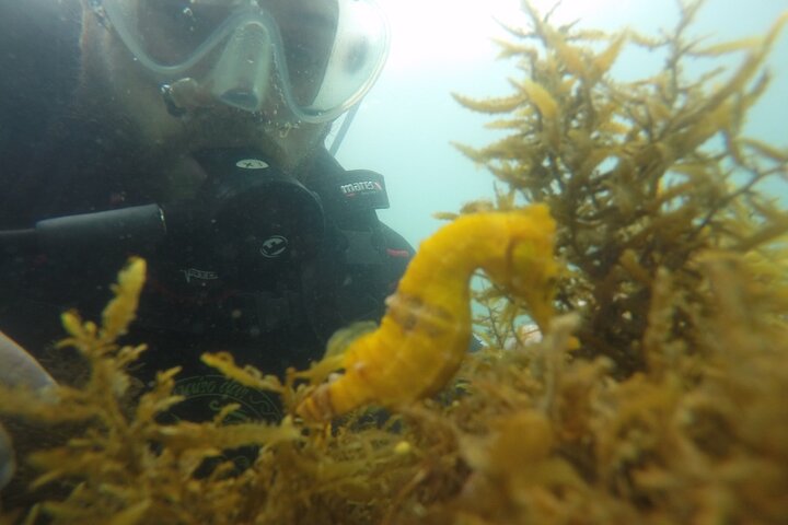 Diving in Turtle Paradise C/ Underwater Photos