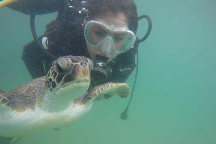 Diving in Turtle Paradise C/ Underwater Photos