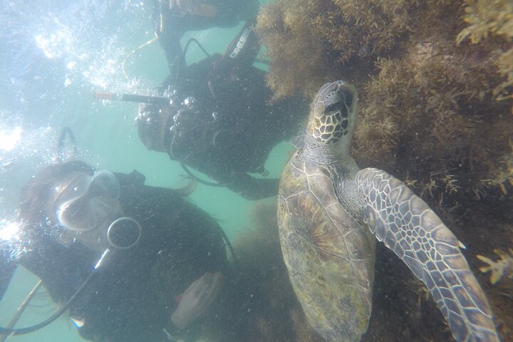 Diving in Turtle Paradise C/ Underwater Photos