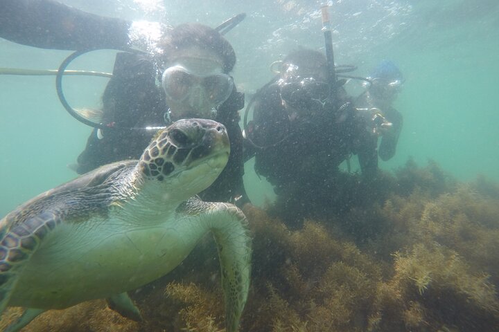 Diving in Turtle Paradise C/ Underwater Photos