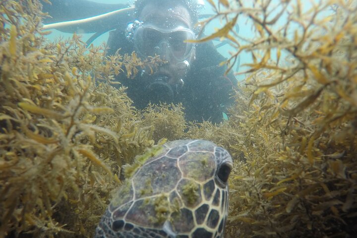 Diving in Turtle Paradise C/ Underwater Photos