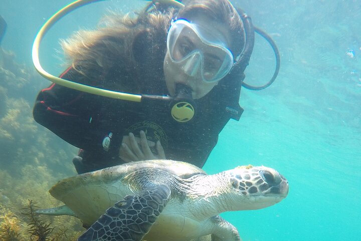 Diving in Turtle Paradise C/ Underwater Photos