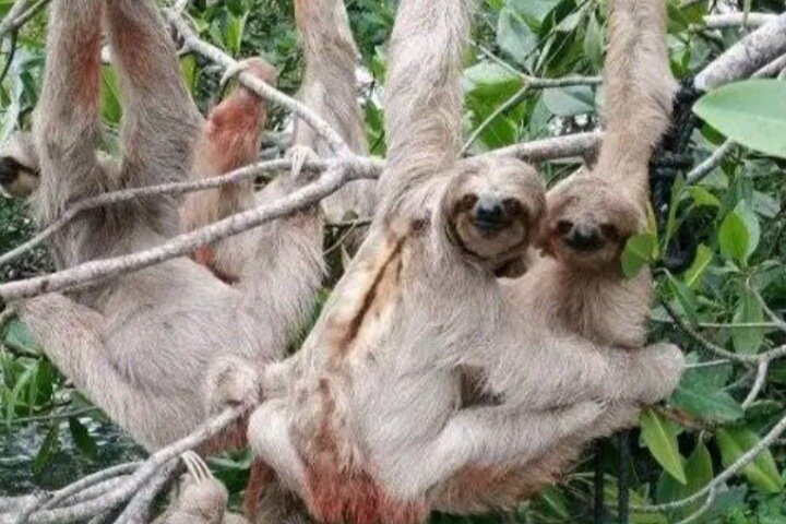 Roatan ATV Jungle Tour, Sloth & Monkeys, Chocolate & Rum Tasting