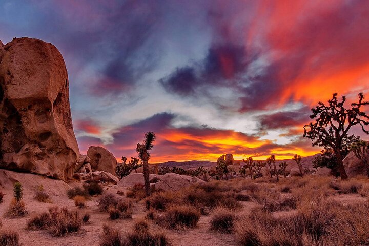 Joshua Tree National Park Small Group Day Tour from Los Angeles