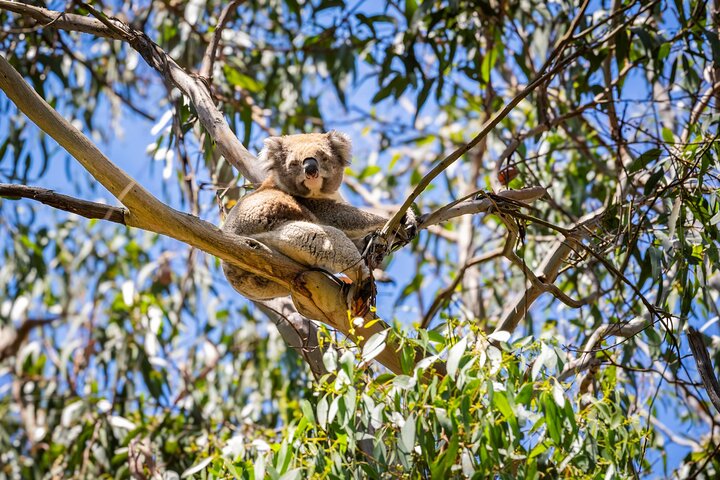 Great Ocean Road Reverse Itinerary PREMIUM Tour - Max 12 Guests