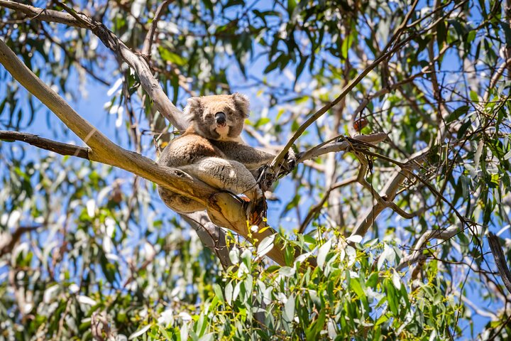 Great Ocean Road Reverse Itinerary Boutique Tour - Max 12 Guests