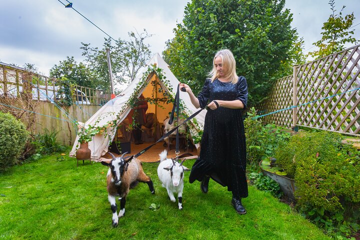 Pygmy Goat Walk