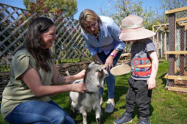 Pygmy Goat Walk