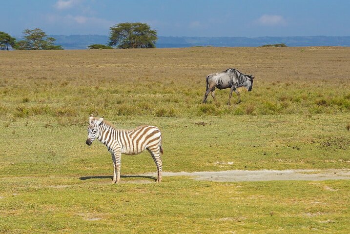 Explore Naivasha With Leshamara Safaris Transportation