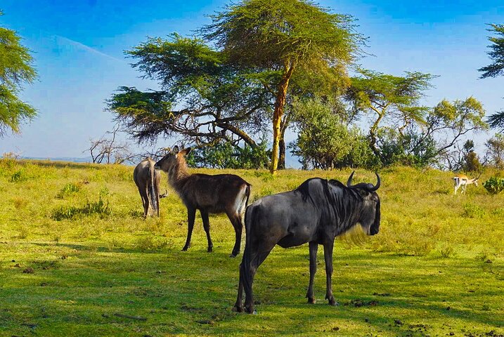 Explore Naivasha With Leshamara Safaris Transportation