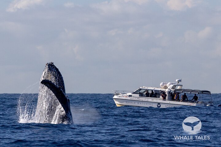 Whale Watching Boat Trip in Sydney