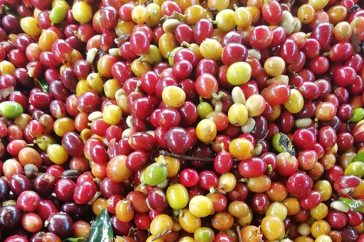 Private La Victoria Coffee Tour – Waterfalls & Minca