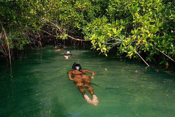 2 Hour Mangrove Kayak and Snorkel Tour