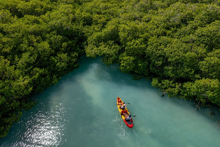 2 Hour Mangrove Kayak and Snorkel Tour