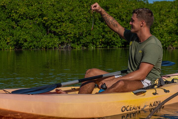 2 Hour Mangrove Kayak and Snorkel Tour