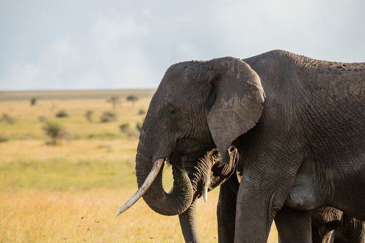 2-Day Tanzania Wildlife Safari from Zanzibar