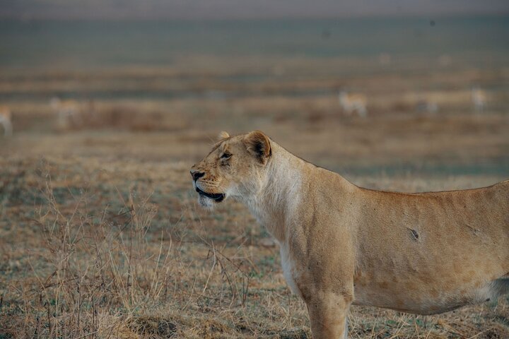 2-Day Tanzania Wildlife Safari from Zanzibar