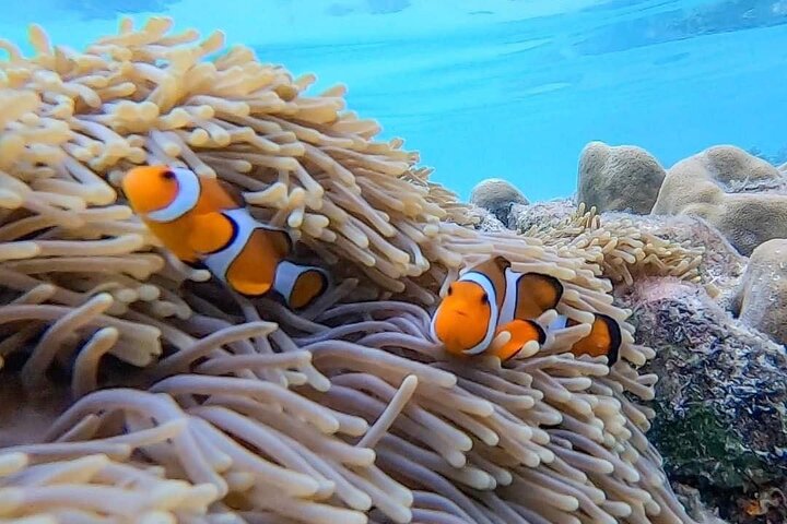 Koh Samui: Angthong National Marine Park 42-Island Speedboat Tour