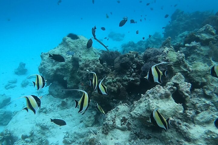 Mnemba Dolphins, Snorkeling & Nungwi Swim With Sea Turtles