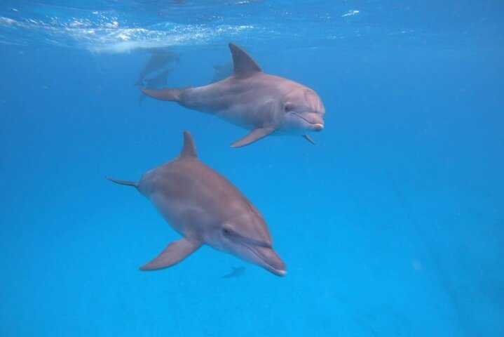 Mnemba Dolphins, Snorkeling & Nungwi Swim With Sea Turtles