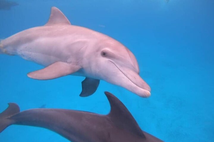 Mnemba Dolphins, Snorkeling & Nungwi Swim With Sea Turtles