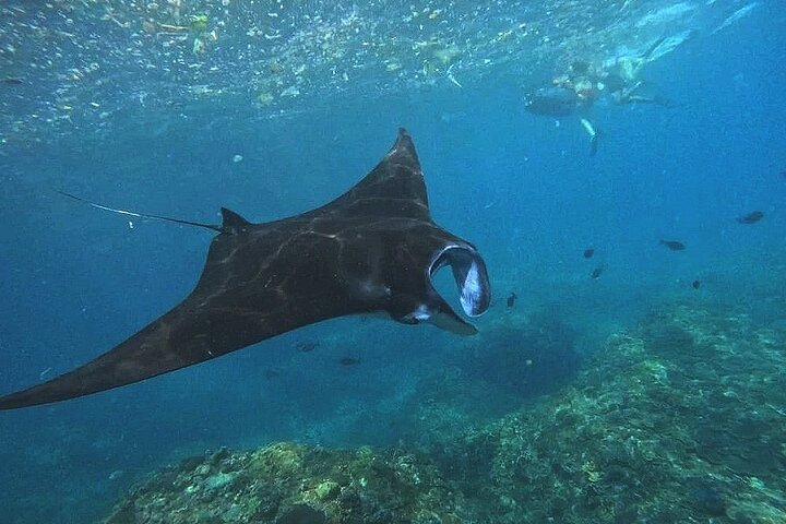 One Day Nusa Penida Island West with Snorkeling