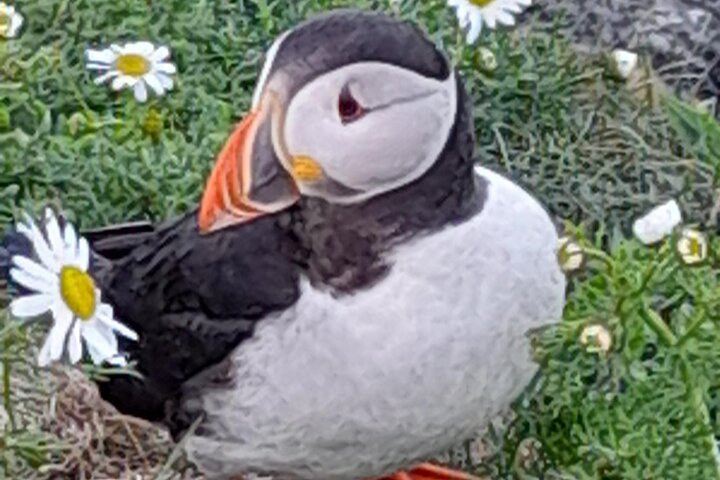 The Puffin Express