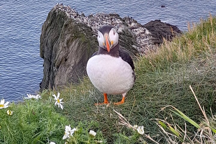 The Puffin Express