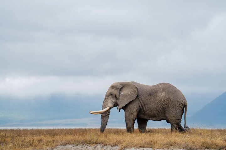 2-Day Tanzania Wildlife Safari from Zanzibar