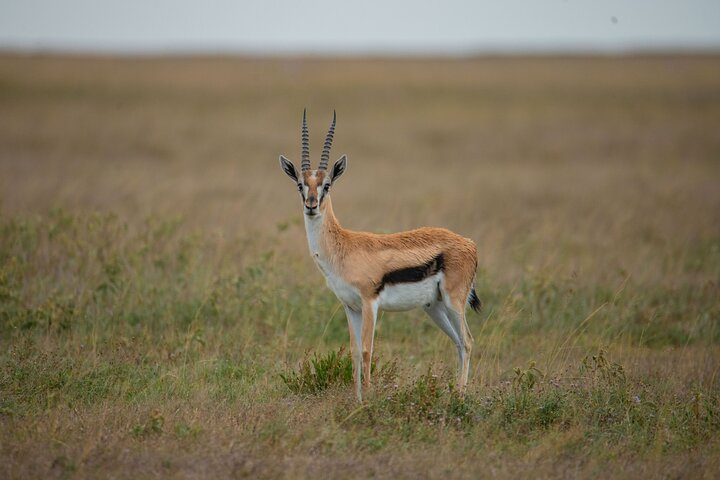 2-Day Tanzania Wildlife Safari from Zanzibar