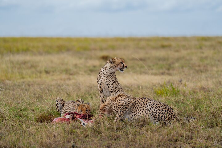 2-Day Tanzania Wildlife Safari from Zanzibar