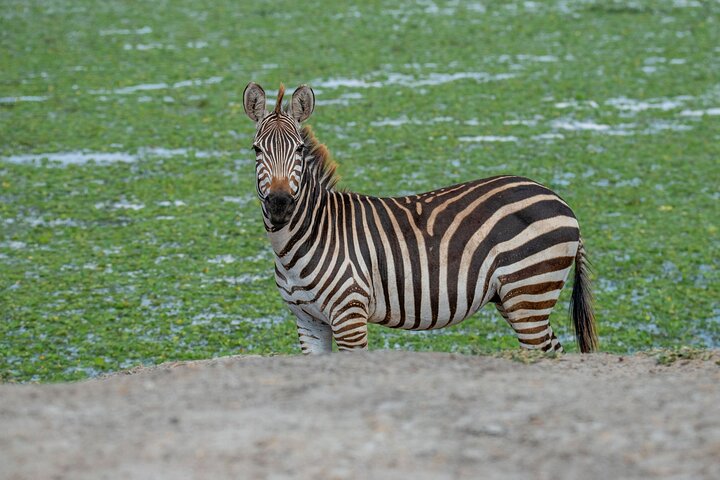 2-Day Tanzania Wildlife Safari from Zanzibar