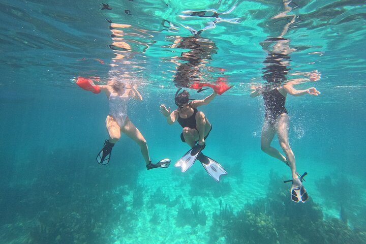 Barrier Reef Snorkeling from Hopkins Village