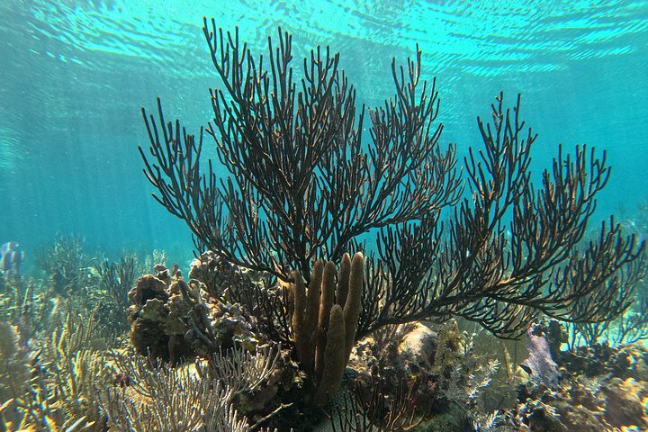 Barrier Reef Snorkeling from Hopkins Village