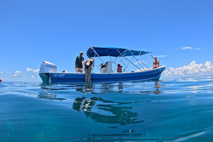 Barrier Reef Snorkeling from Hopkins Village