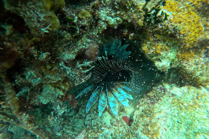 Barrier Reef Snorkeling from Hopkins Village