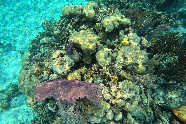 Barrier Reef Snorkeling from Hopkins Village