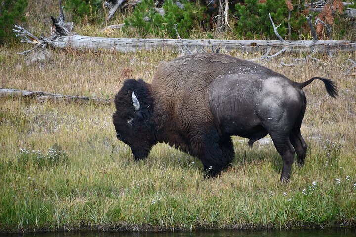 Private Guided Tour in Yellowstone National Park